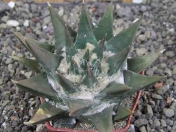 Ariocarpus trigonus 7 cm - 12409017