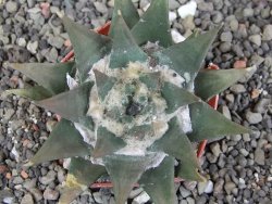 Ariocarpus trigonus 7 cm - 12409018