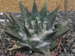 Ariocarpus trigonus 7 cm - 12409019