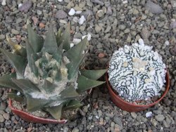 Ariocarpus trigonus 7 cm - 12409021