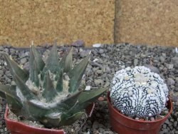 Ariocarpus trigonus 7 cm - 12409022