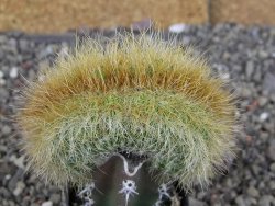 Eriocactus schumanianus cristata pot 5,5 cm - 12409024