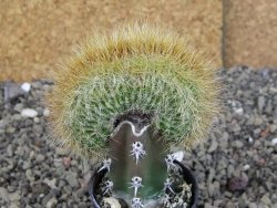 Eriocactus schumanianus cristata pot 5,5 cm - 12409025