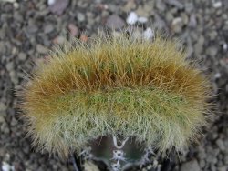 Eriocactus schumanianus cristata pot 5,5 cm - 12409026