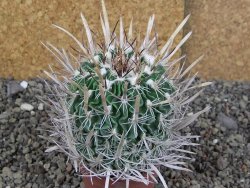 Echinofossulocactus erectocentrus Comone XL, květináč 6,5 cm