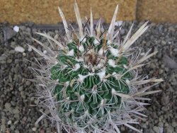 Echinofossulocactus erectocentrus Comone XL, květináč 6,5 cm - 12409032