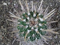 Echinofossulocactus erectocentrus Comone XL, květináč 6,5 cm - 12409033