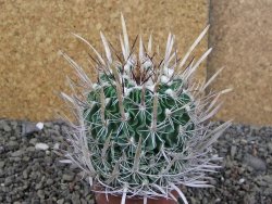 Echinofossulocactus erectocentrus Comone XL, květináč 6,5 cm - 12409034