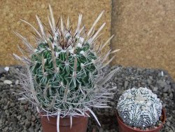 Echinofossulocactus erectocentrus Comone XL, květináč 6,5 cm - 12409035