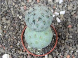 Tephrocactus geometricus, pot 5,5 cm - 12409044