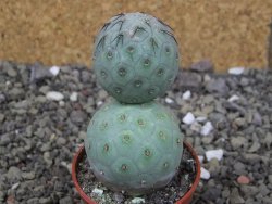 Tephrocactus geometricus, pot 5,5 cm - 12409045