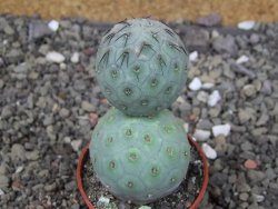Tephrocactus geometricus, pot 5,5 cm - 12409046