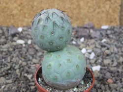 Tephrocactus geometricus, pot 5,5 cm - 12409047