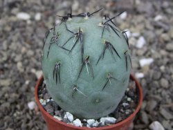 Tephrocactus geometricus, pot 5,5 cm - 12409052