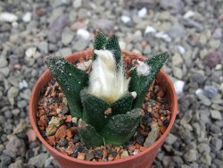 Ariocarpus bravoanus El Ňuňez pot 5,5 cm