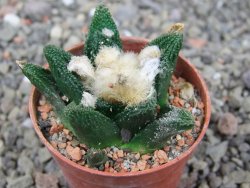 Ariocarpus bravoanus El Ňuňez pot 5,5 cm - 12409057