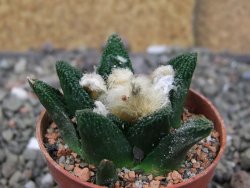 Ariocarpus bravoanus El Ňuňez pot 5,5 cm