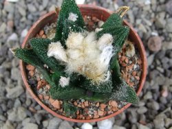 Ariocarpus bravoanus El Ňuňez pot 5,5 cm - 12409059
