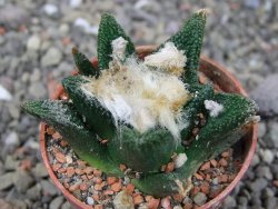 Ariocarpus bravoanus El Ňuňez pot 5,5 cm - 12409060