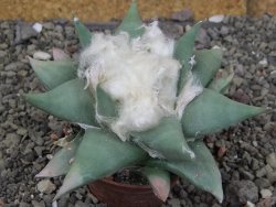 Ariocarpus confususPP 420 Aramberi NL 6,5 cm Cites IA - 12409068