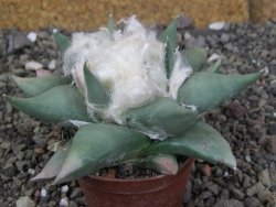 Ariocarpus confususPP 420 Aramberi NL 6,5 cm Cites IA - 12409069