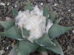 Ariocarpus confususPP 420 Aramberi NL 6,5 cm Cites IA - 12409070