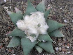 Ariocarpus confususPP 420 Aramberi NL 6,5 cm Cites IA - 12409071