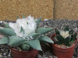 Ariocarpus confususPP 420 Aramberi NL 6,5 cm Cites IA - 12409072
