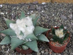 Ariocarpus confususPP 420 Aramberi NL 6,5 cm Cites IA - 12409073
