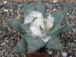 Ariocarpus confususPP 420 Aramberi NL 7 cm Cites IA - 12409074