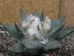 Ariocarpus confususPP 420 Aramberi NL 7 cm Cites IA