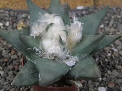 Ariocarpus confususPP 420 Aramberi NL 7 cm Cites IA - 12409077
