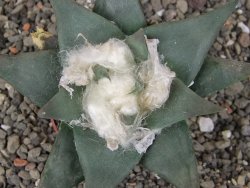 Ariocarpus confususPP 420 Aramberi NL 7 cm Cites IA - 12409078