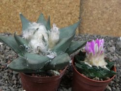 Ariocarpus confususPP 420 Aramberi NL 7 cm Cites IA - 12409079