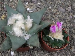 Ariocarpus confususPP 420 Aramberi NL 7 cm Cites IA - 12409080