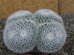 Mammillaria morganiana XL, pot 8,5 cm - 12409082