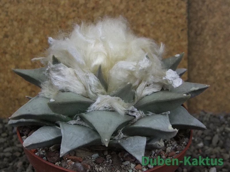 Ariocarpus retusus pot 11 cm cites IA