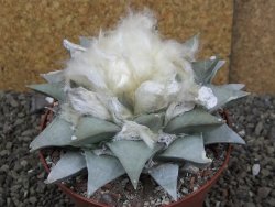 Ariocarpus retusus pot 11 cm cites IA - 12409103