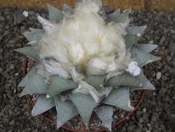 Ariocarpus retusus pot 11 cm cites IA - 12409104