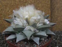 Ariocarpus retusus pot 11 cm cites IA