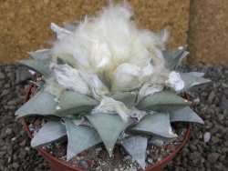 Ariocarpus retusus pot 11 cm cites IA - 12409106