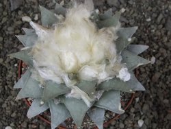 Ariocarpus retusus pot 11 cm cites IA - 12409107