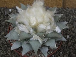 Ariocarpus retusus pot 11 cm cites IA - 12409108