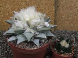 Ariocarpus retusus pot 11 cm cites IA - 12409109