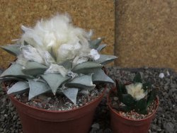 Ariocarpus retusus pot 11 cm cites IA - 12409110