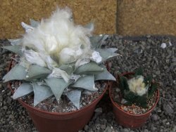 Ariocarpus retusus pot 11 cm cites IA - 12409111