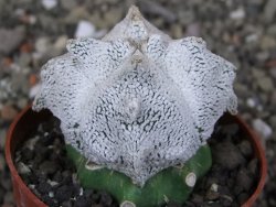 Asrophytum coahuilense Hakuran Snow quadricostatum pot 6,5 cm Roubovaný - 12409128