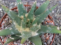 Ariocarpus trigonus elongatus San Antonio pot 10,5 cm - 12409133