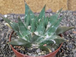 Ariocarpus trigonus elongatus San Antonio 8 cm - 12409139