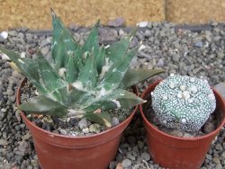Ariocarpus trigonus elongatus San Antonio 8 cm - 12409141